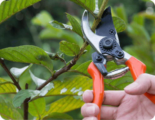 Pruning Care and Maintenance