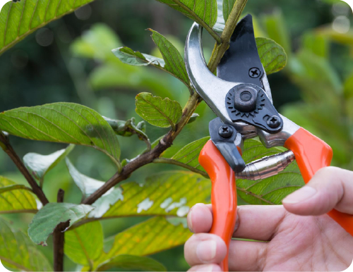 pruning care and maintenance